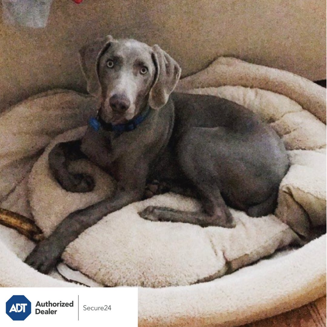 Secure24ADT's tweet photo. This pup is protected by #Secure24, is yours? #protectyourpets https://t.co/PXUyyq3KkM