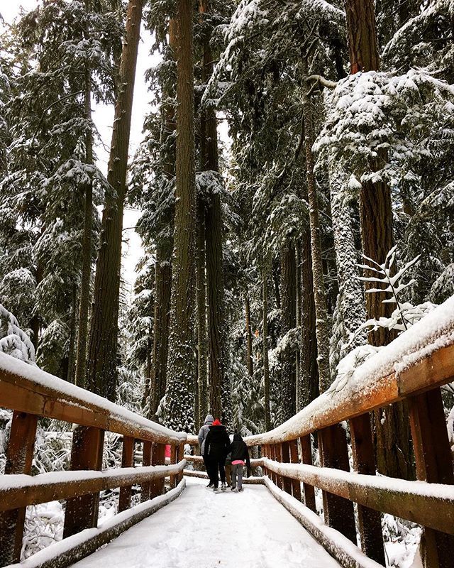 LeeHarder2's tweet photo. Walking among giants, Cathedral Grove #vancouverisland https://t.co/H418RsW2hd https://t.co/7oXHmchhup