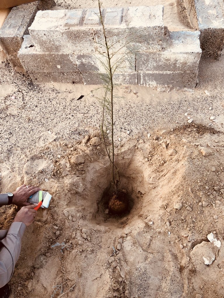 Green_Gurayat's tweet photo. استكمالاً لأعمال برنامج #تشجير_مواقف_الشاحنات تم اليوم تدعيم الأشجار بعبوات دراي ووتر المقدمة من عضو #تبوك_الخضراء أ.نواش المعارك واستبدال الغير ناجح منها @AljoufSA @AlfadleyA https://t.co/A2vXtTcFqE