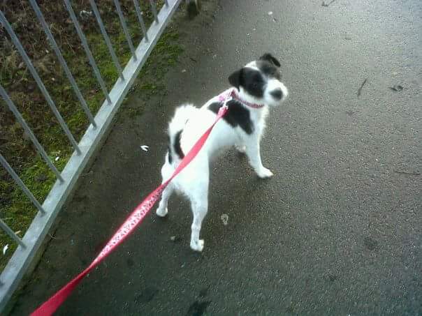 On All Fours - Dog Walking Service, Doncaster tweet media