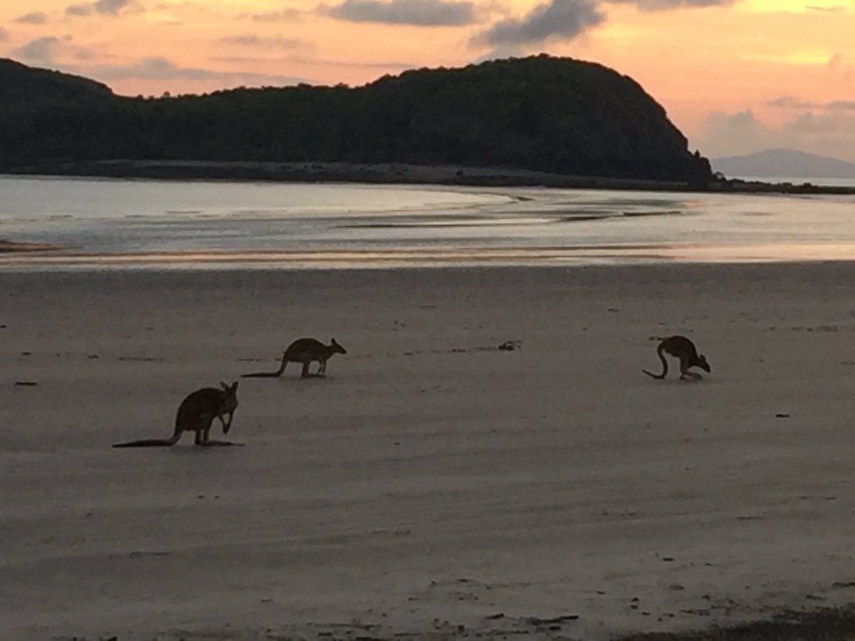 hackmky's tweet photo. Time to get hopping, life won’t wait! #mackaypride #localsatthebeach Anyone want to move to Mackay? #jointheecosystem #HotDesQ @AdvanceQld @QChiefEntrepren @SplitSpaces @PeakPersona @catalyst_au @sbxr @Bensouthall @dommholland @KylieHickling @ElaineStead https://t.co/DeicnMdaxs
