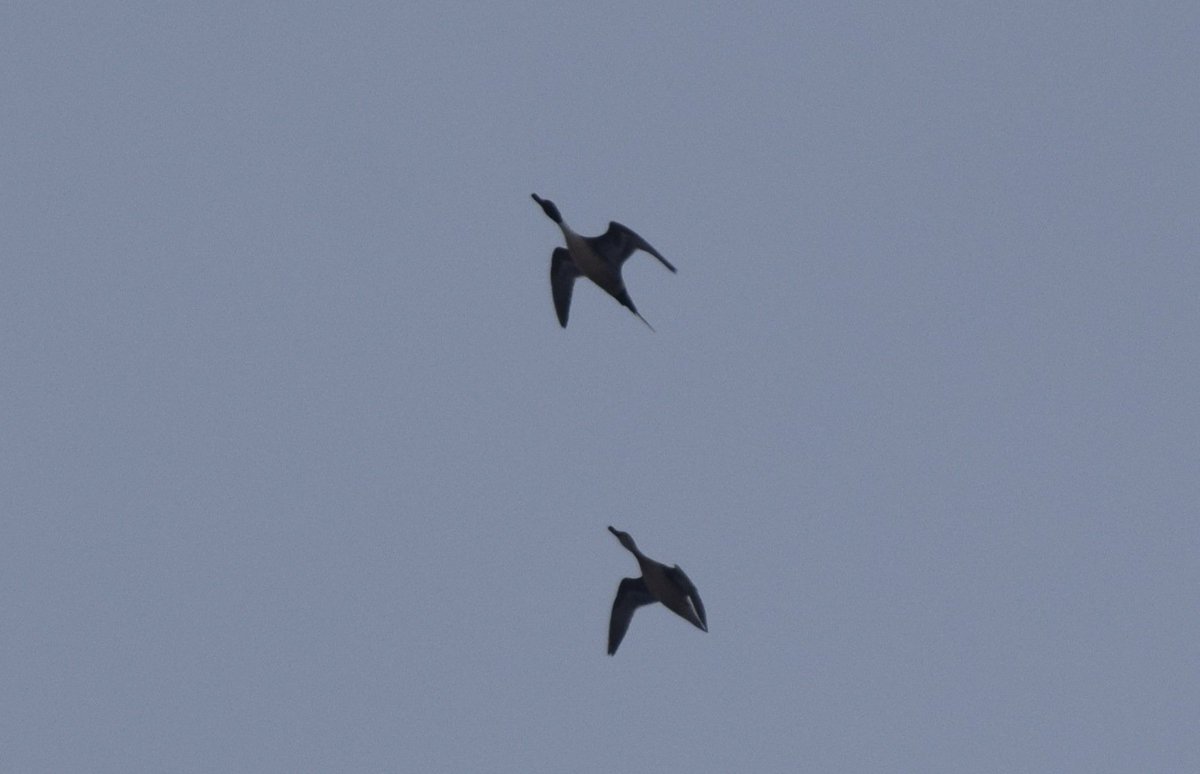 biobirdnerd's tweet photo. Challenging weather conditions for the final day of the #GBBC. But the fog has lifted & it's a sprint to the finish line for this #DarkHorse. Flyover #NorthernPintails (#30) extend my lead with only a few hours to go! #FinishStrong https://t.co/Vd5WZZ1uzk