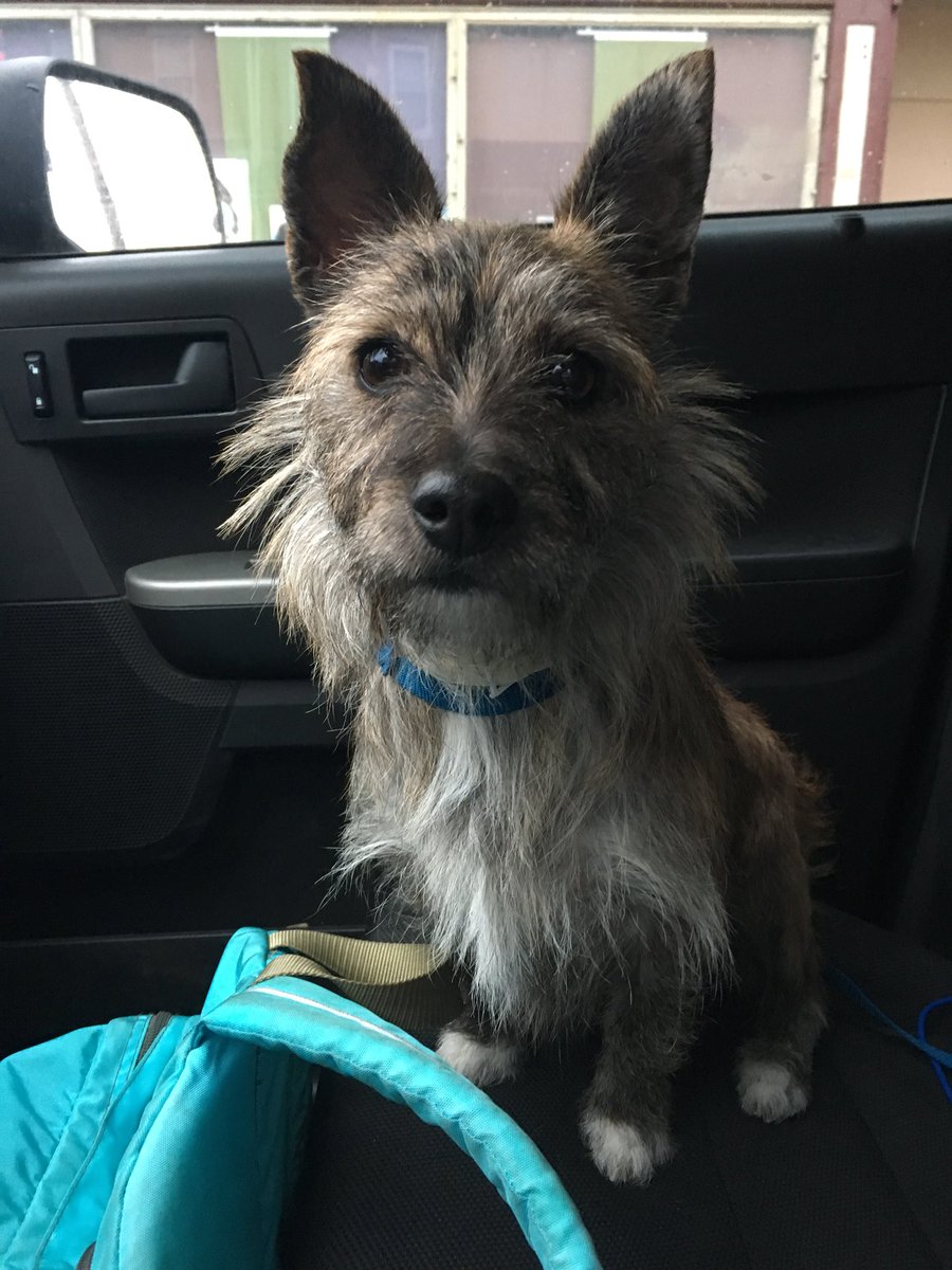 suzallaire's tweet photo. Found a small fluffer dog today in East Falls. She is safe w us for the night. We've had her for most of the day. She is friendly &amp; sweet, I can't imagine she doesn't have a home. Please share to help find her humans. She does not have a collar or microchip. #lostdog #philly https://t.co/TXYTeYLc2d