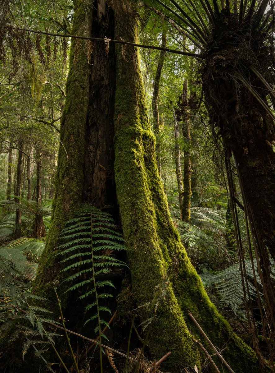@GreatForestNP And this is a close-up! #GFNP @LilyDAmbrosioMP @DanielAndrewsMP  #stopoldgrowthlogging