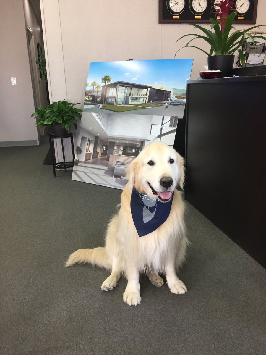 palmspringsjet's tweet photo. #adorable pics of pups wearing our bandanas given away at #SDC18 are  pouring in. Join the fun, show us a photo of your pet tagged #desertjet  or send it to marketing@desertjet.com @desertjetcenter #PawsUp @PilotsNPaws @NBAA #bizav #flyprivate #avgeek #privatejetcharter ✈️🐾 https://t.co/oOXGv66dNS