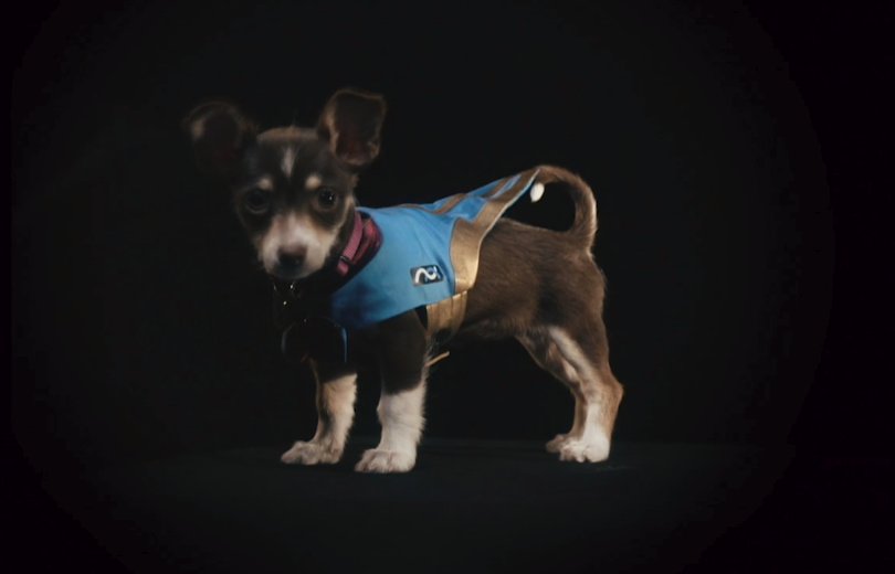 I'M DYING HELP LOOK AT THIS BEAUT

#PuppyRumble