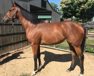 bldstckauction's tweet photo. 🐎🔥🔥Bids are heating up for AU Lot 2: Trenchant Love Maiden GOLDEN ARCHER 2yo Filly! Our Final Auction Countdown starts tonight at 7pm (AEDT)! Bid Now: https://t.co/RTwrfHPWKJ #Bloodstockauction #WeeklyAuctions #Thoroughbreds https://t.co/H6s1w639gf