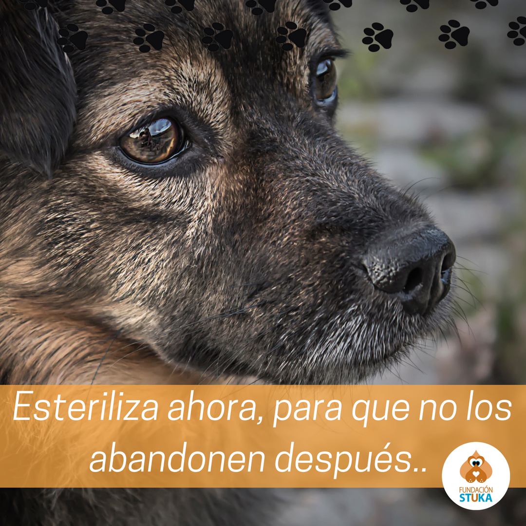 fundacionstuka's tweet photo. ¡Esterilizar es la forma más efectiva para terminar con el abandono y el maltrato de perros en la calle! 🐕🌿💛 #StukaEsteriliza #TenenciaResponsable https://t.co/z6Uj4Mslin