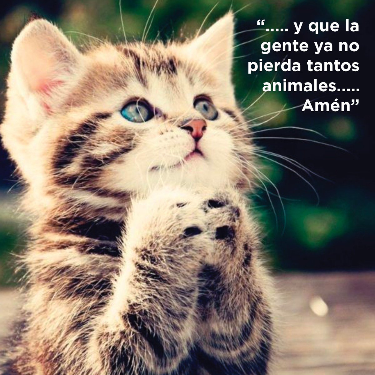 Uživatel Somos RA na Twitteru: „35 animales extraviados SOLO hoy. Buenas noches, que mañana sea un mejor día. /mcbdznqWFJ“ / Twitter Uživatel Somos RA na Twitteru: „35 animales extraviados SOLO hoy. Buenas noches, que mañana sea un mejor día. /mcbdznqWFJ“ / Twitter