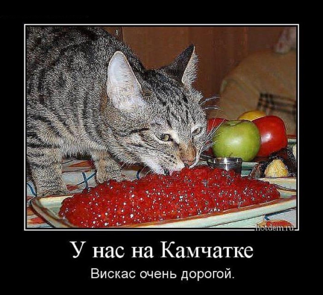 DWc9hs4X4AAcAcv.jpg:large