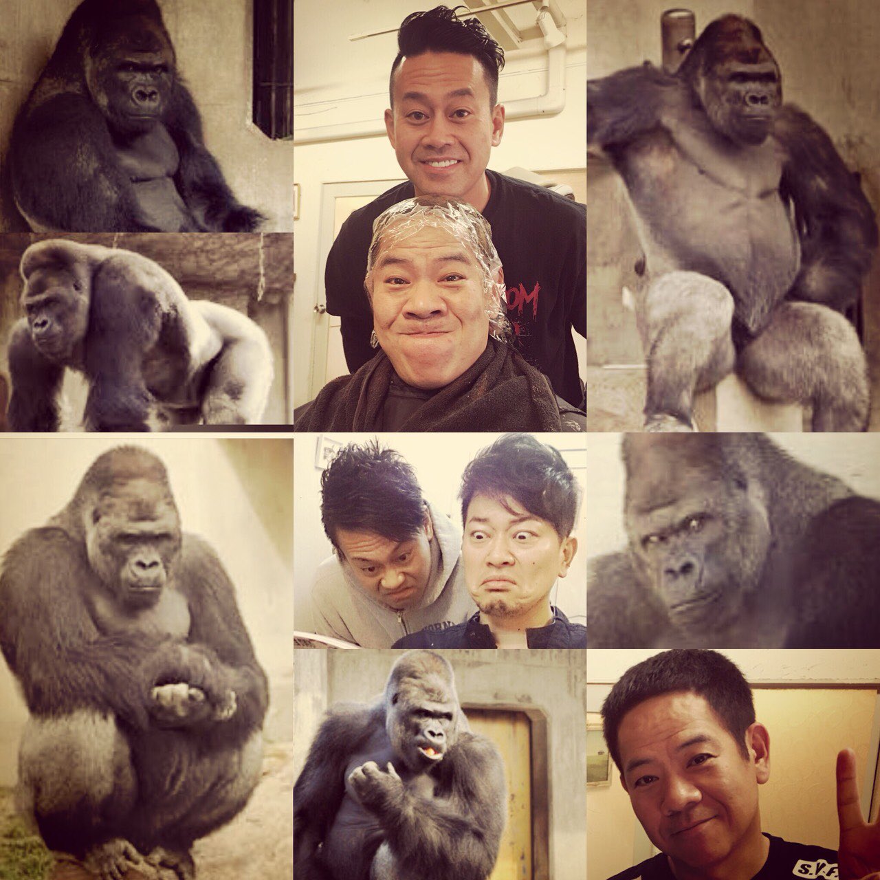 宮迫 En Twitter ニシゴリラの正式な学名はゴリラゴリラ ニシローランドゴリラの学名はゴリラゴリラゴリラです T Co Gsd5qera1i Twitter