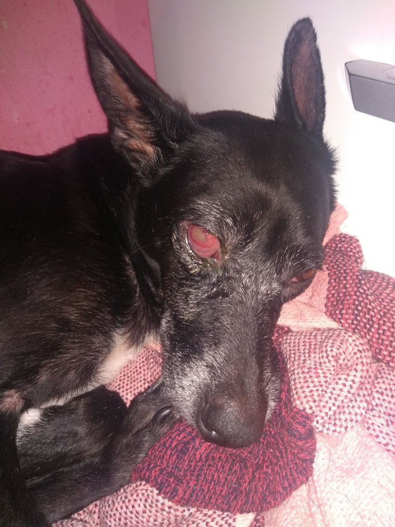 DomingosTha's tweet photo. Gente, minha dog tá com o olho machucado, um gato arranhou dentro do olho dela e ela tá ficando mt doente, quem puder ajudar dando rt pra chegar a alguém que ajude ou conhecendo algum veterinário que cobre em conta, eu agradeço demais! Obrigada a quem puder ajudar! https://t.co/F1KvgR0WRf