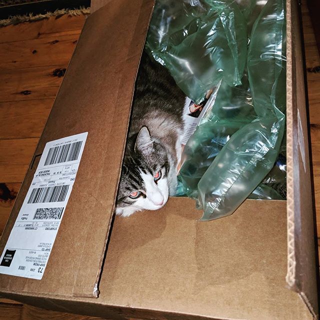 SandyVern's tweet photo. Always make sure to have plenty of bubble wrap when shipping your cat 🤣😂
#interloper #boxesandcats #boxesarefun #cat #catsofinstagram https://t.co/Pj1Ll9gGhk https://t.co/eF73WZAnbI