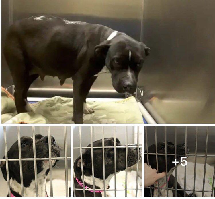 reddogsusie's tweet photo. #TN #MEMPHIS
🆘🆘STILL THERE! PREGNANT &amp; HAS DISLOCATED HIP! Sweet 2yo girl needs immediate vet &amp; #Rescue assistance! Needs #Pledges #Foster PLS HELP SAVE HER🙏🏻
https://t.co/oHG67lE586 https://t.co/iIFQmtdbzT