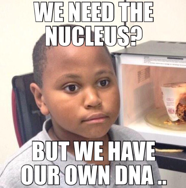 mighty_mito732's tweet photo. Could your speech be any more disorganized? 🙄 Mitochondria are actually believed to have a SEPERATE evolutionary origin from nuclear DNA. Ever hear of the endosymbiotic theory? We thrived WITHOUT your help. Nice try 👌🏻 #cellcampaign2018 #mDNA @king_nucleus https://t.co/8baq6HAZ4q