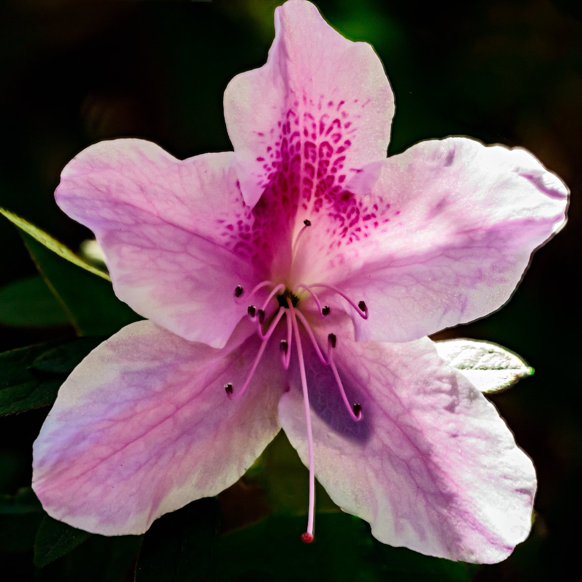 colimer's tweet image. The Azalea's are beautiful right now!! @DescansoGardens #descansogardens