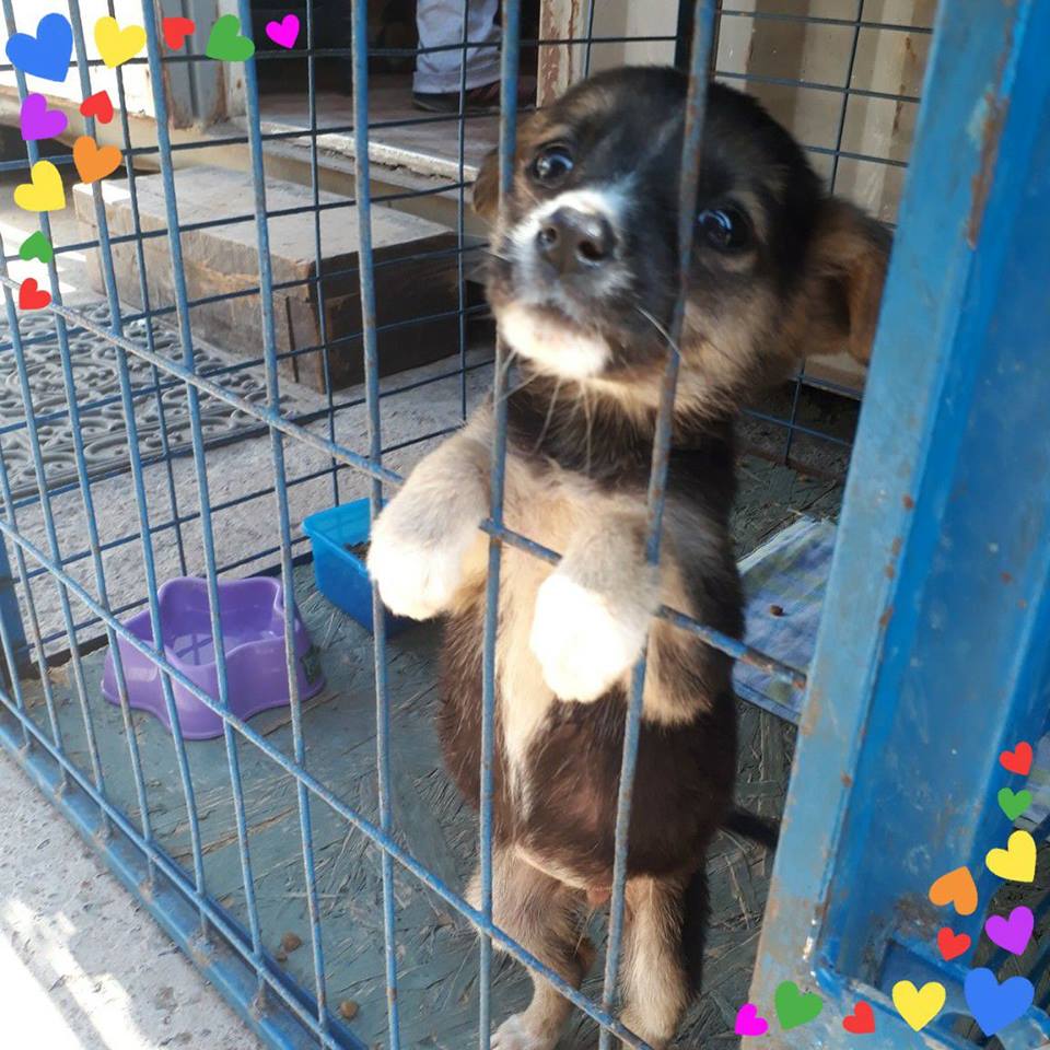 CausaSumados's tweet photo. Ve esta ternurita? Espera x usted, encerrado en un triste canil.  Listo para ser adoptado. #AdoptaNOCompre en canil #LaSerena #ParqueColl @CuidaTuPeludo @la_serena_chile @AdoptaLaSerena @kattykowaleczko @eldia_cl @MiRadiols @jacob_alcalde @felixuls @GMOHERRERA @elobservatodo https://t.co/OeTl16WKnz