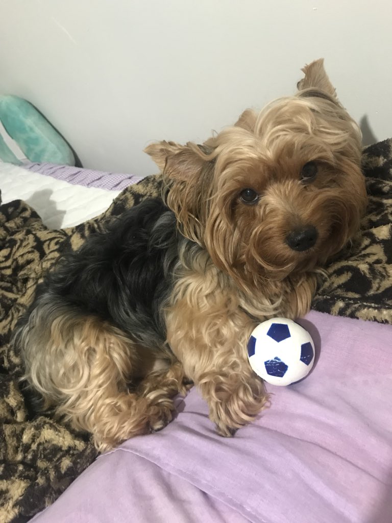 O meu bebê 🐶mais lindo ...☺️