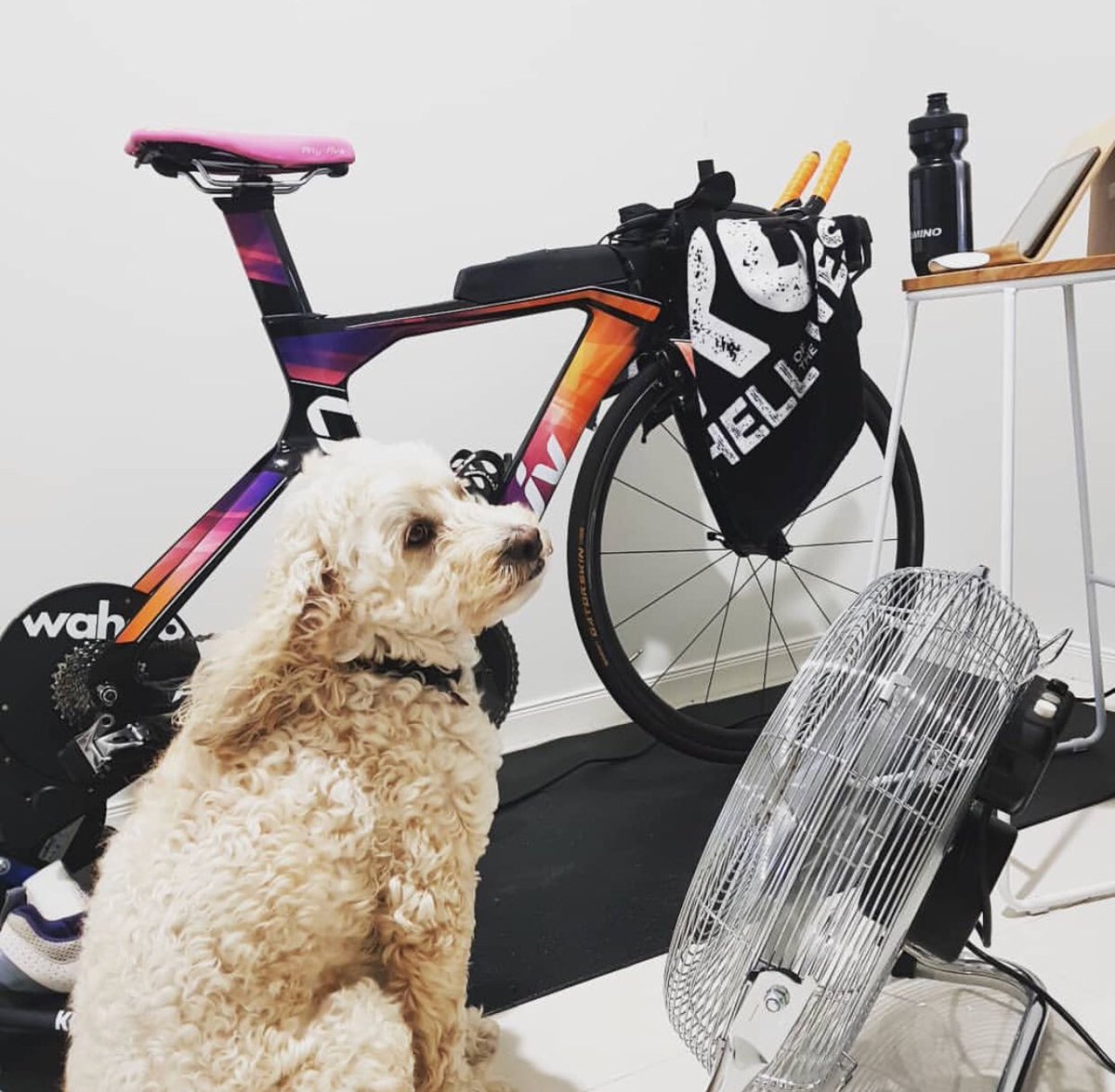 IMTrinews's tweet photo. Via @amy_ryan81 - Step off the kickr, turn my back for 1 second and the fan hog assumes his position 🤣 classic @archie.wonderdog .
.
.
.
.
.
.
#fanhog #wahoo #kickr #wyntm #jointherepublic #trainerroad #cyclinglife #archie #labradoodle #cycling #giant #ironmantri #teamWYN2018 https://t.co/u8lijGrpdL