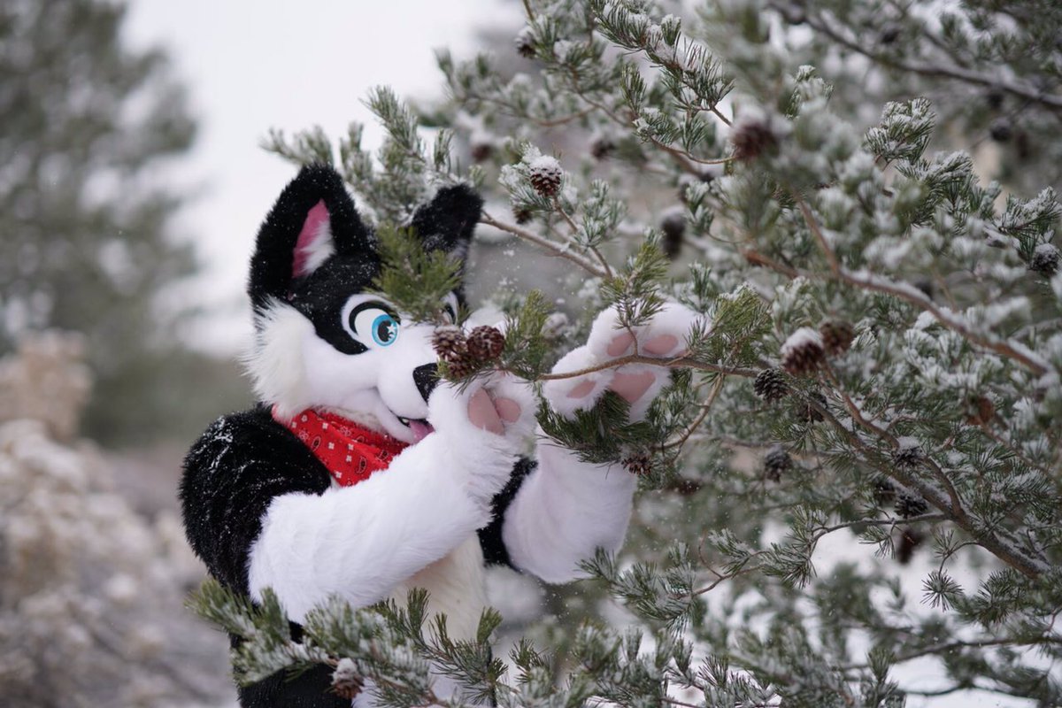 RykerHusky's tweet photo. So many of you have seen the suit I have been wearing for the last 2 weeks. So without further adue, introducing @MuklukHusky .  Wanted to bring him to the snow for his first real debut. 

📸: @ChatahSpots 
✂️: @DontHugCacti https://t.co/75P13Tm4k0