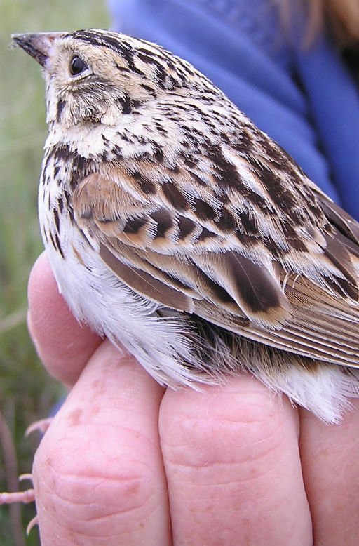 Usgs On Twitter Who Will Come To Your Bird Feeder In 2075 Https