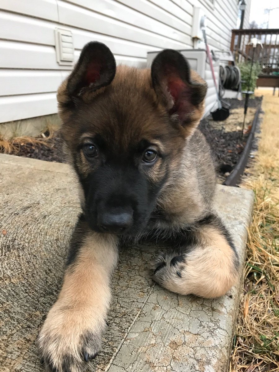 Haimez40's tweet image. My new enforcer #Judge #Germanshepherd #Treez