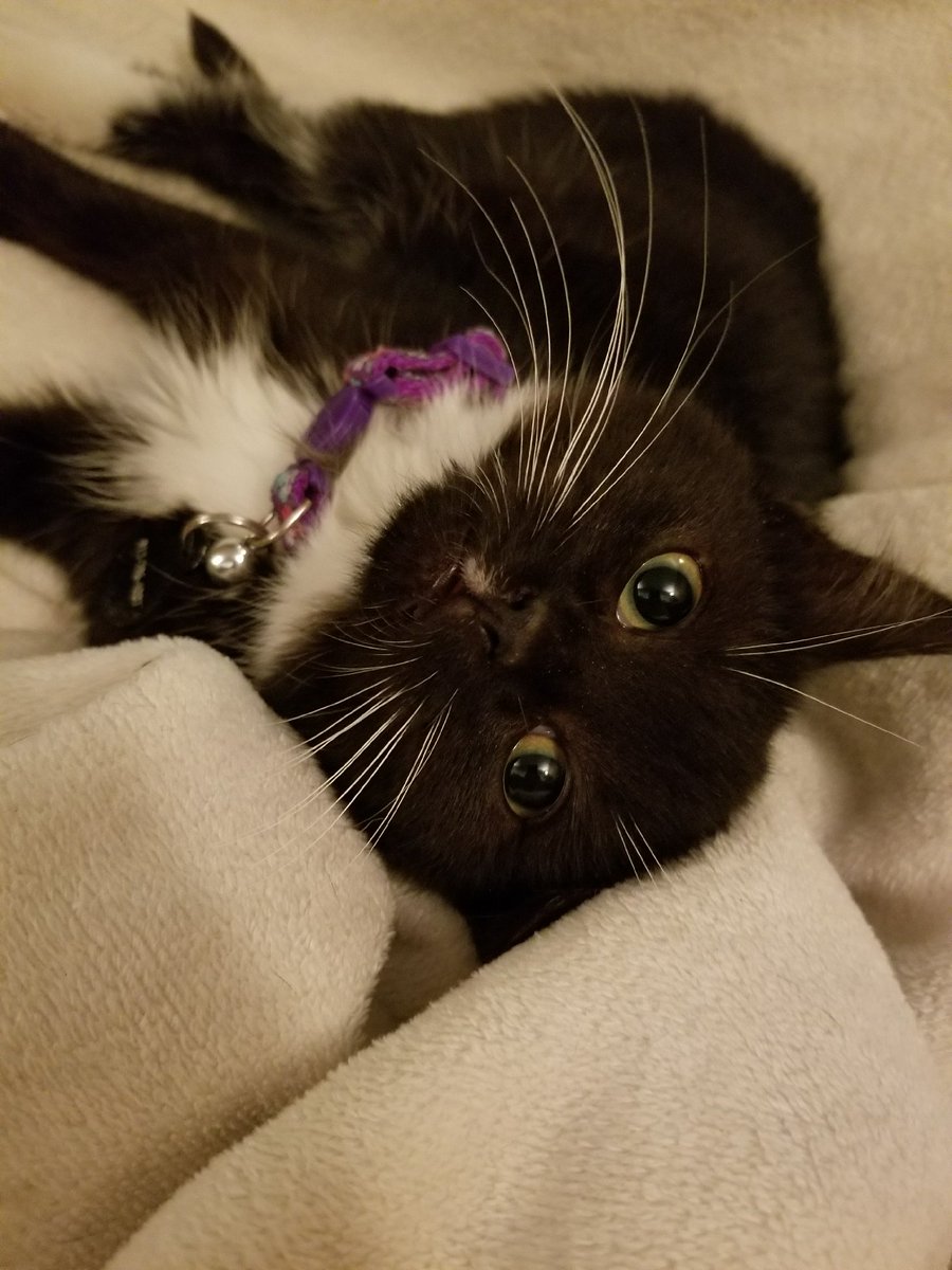 AnimalsR4ever's tweet photo. Shadow is 4 months old.. Looking for a home of her own.  Fiv/Felv negative. Contact us @ animalsareforeverny@gmail.com https://t.co/yk3GbhNlc4