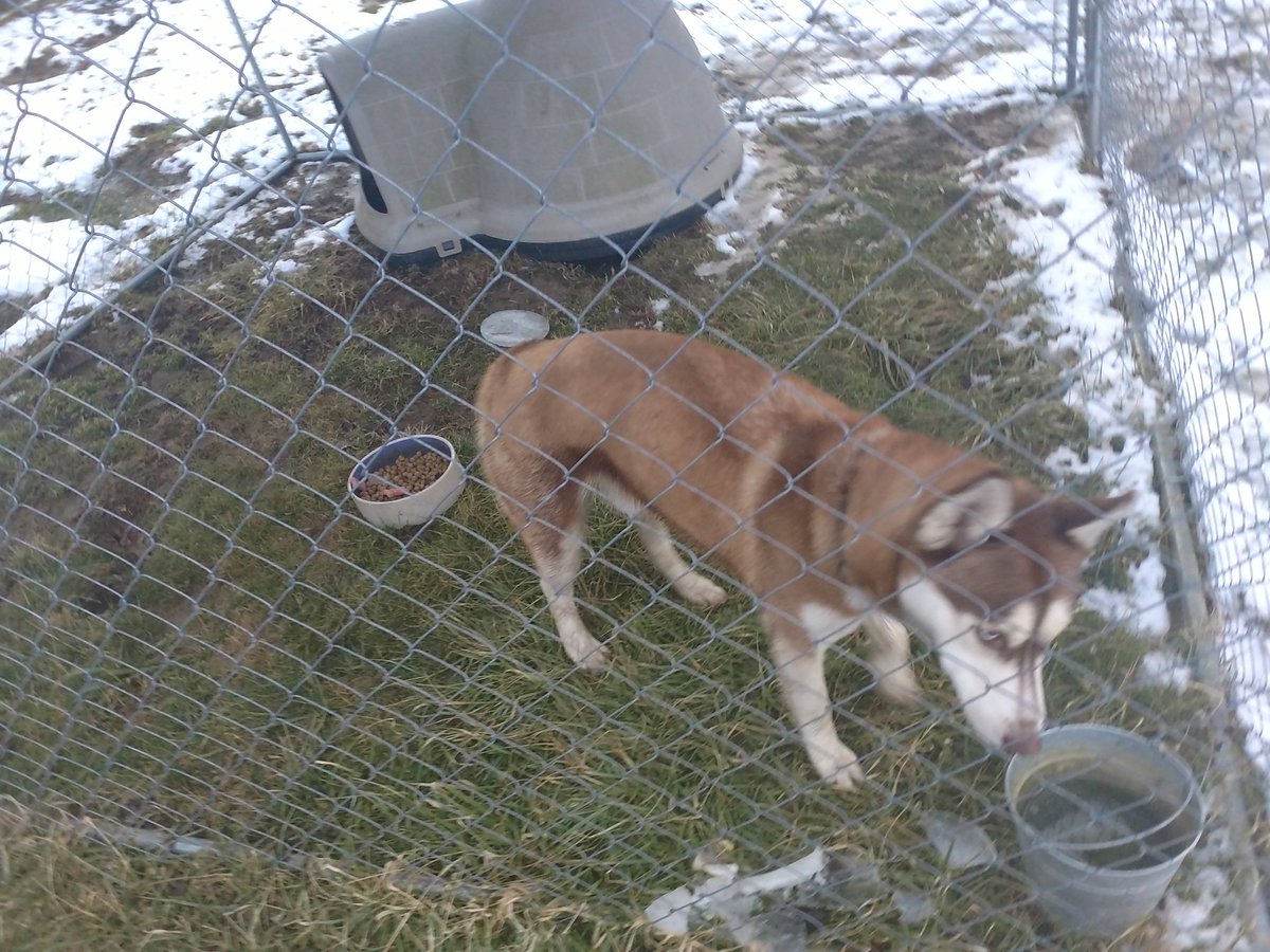 WeyantLarry's tweet photo. We have in our kennel a husky that is lost. If yours let me know. https://t.co/d5lnXfG0pi