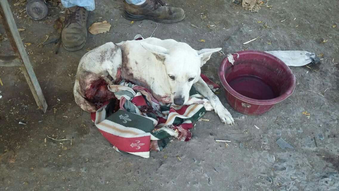 URGENTE RT Roger será atendido en  veterinaria la Rábida. Necesitamos reunir $300. Si desean colaborar las cuentas son:
-Vet La Rábida
-Tigo Money 74760497
-PayPal
Rodrigoj.alfaro@gmail.com
-Agricola
003003608190
-Citi
023401000317605
-Credomatic
110218856
-Davivienda
75540215700