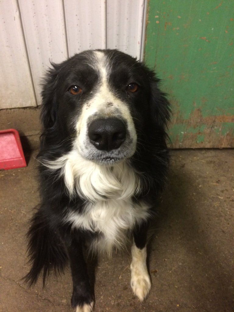 Andre_StPierre's tweet photo. Aujourd'hui @vetclavet est venu tailler les onglons des vaches. Il fallait donc déplacer les vaches. Ce soir mon chien est sale, il pue, mais il est heureux. https://t.co/8mZLGET2eM