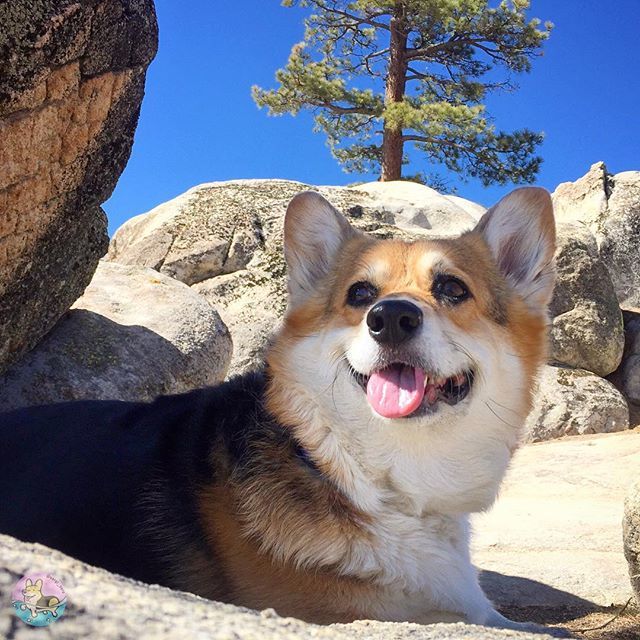corgi_zero's tweet photo. That face you make when you’ve had the BEST #corgication ever, and you’re so much in love with your family and you’re glad to be home and you can’t even get upset that you have to go back to work tomorrow because life is so good. #Thankful #Grateful #Ref… https://t.co/ofD8s865Zn https://t.co/D20MLNJ1CH