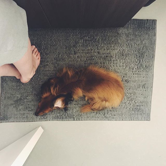 drsgt_pepper's tweet photo. This is where you'll find me. #mamaobsessed
#whatispersonalspace #velcrodog #mamasboy #following #adoptdontshop #rescuedismyfavoritebreed #rescuedog #ohspets #rescuedogsofinstagram #rescuedachshund #dog #dachshund #doxie #longhaireddachshund #miniatured… https://t.co/l0NYnmmuOU https://t.co/37FI9hzmBk