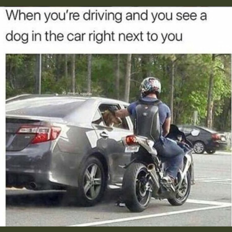 RunRoverFL's tweet image. Me on a motorcycle. #DogsRule