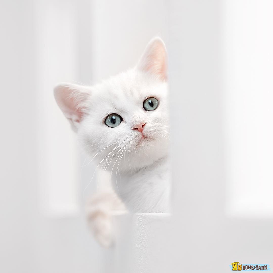 BoneAndYarn's tweet photo. I think I'd be an excellent meowdel, no?#BoneAndYarn #Cat #Cats  #Model https://t.co/cadPOvzzhG