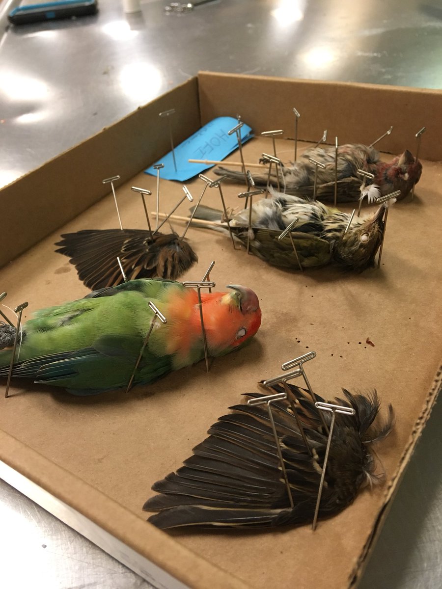 hmg_ornithology's tweet photo. Successful bird prep with @lilyseesbirds and U of Delaware! #secondlife #specimenprep https://t.co/CK6ymUTfJI
