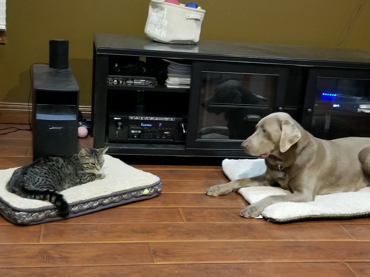 Asher, Mellie and Mom 🌻🐶😼 tweet media