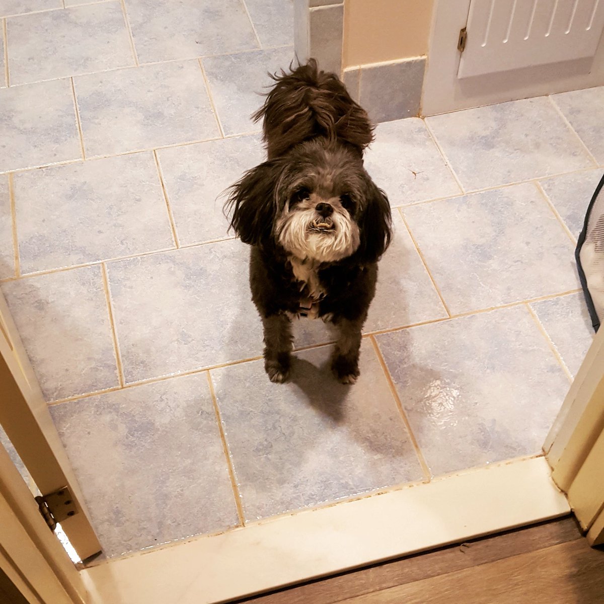 cheezyBriezy's tweet photo. This is my #bestinunderbite  My Maya  is my #BestInRescue https://t.co/f48X3DMcgI