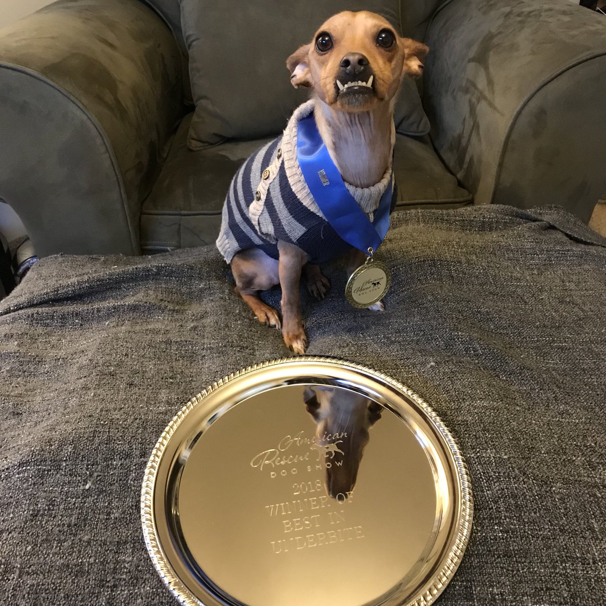 giordanius's tweet photo. (it’s been broadcast now so it’s out there) #bestinunderbite #bestinrescue #andydog @hallmarkchannel https://t.co/gVlvMDg2Jj