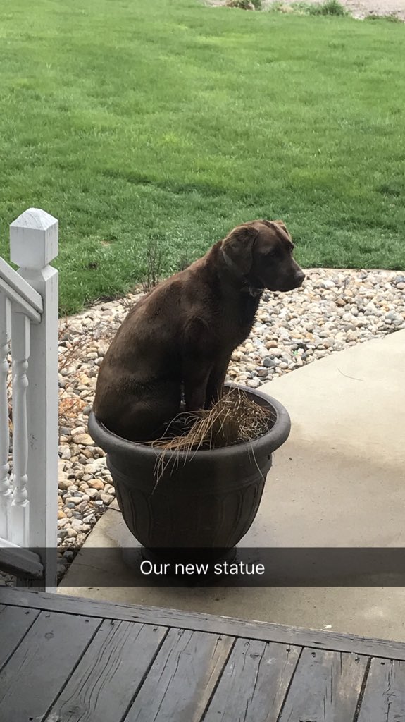 CarlaLee32's tweet photo. @kare11 This is Izzy. No reason to plant flowers. She is the Queen. We love her so much ! https://t.co/SjnL35sVv8