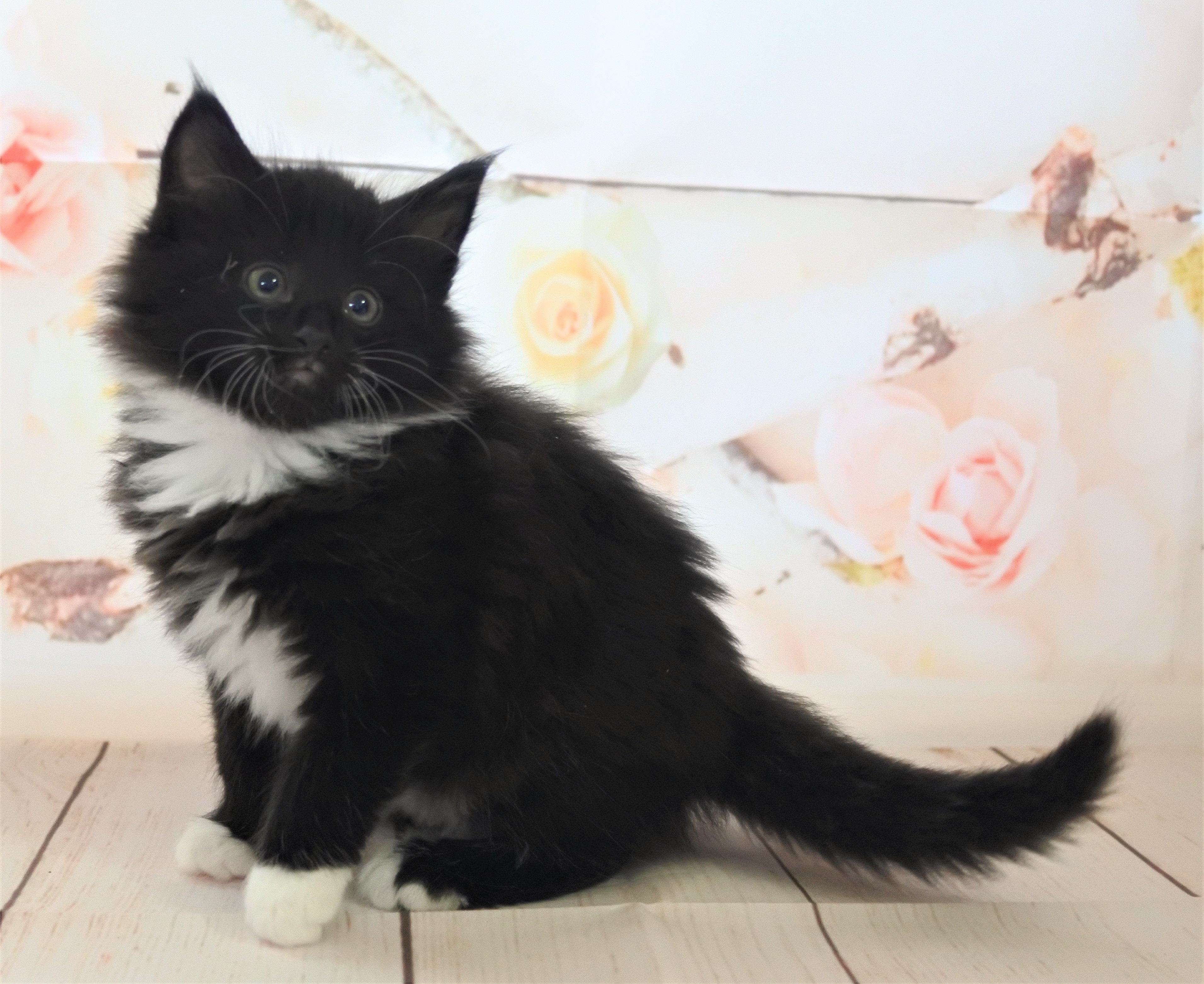 希少【チャコ×ネネット】限定コラボ にゃー フェイス サンダル 猫ネコ 黒×白 希少【チャコ×ネネット】限定コラボ にゃー フェイス サンダル