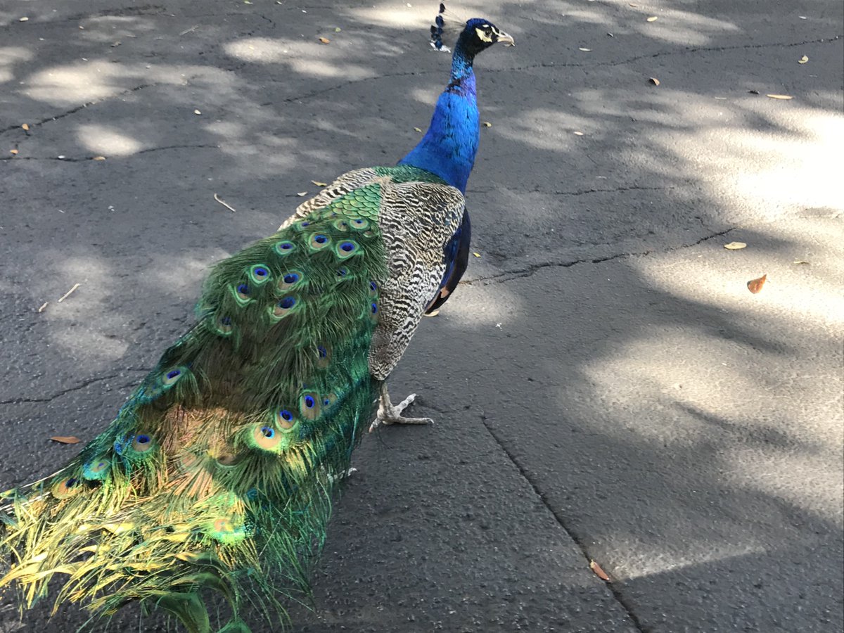 Baffert's tweet photo. Birds in parking lot. https://t.co/OBtHbtH6bK