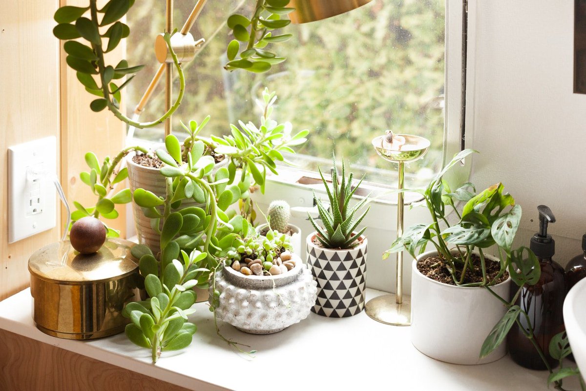 homevibeco's tweet photo. Revitalize your home and spirit with these DIY greenery ideas! https://t.co/AXug9oOUTt https://t.co/t4OZPEq1yv