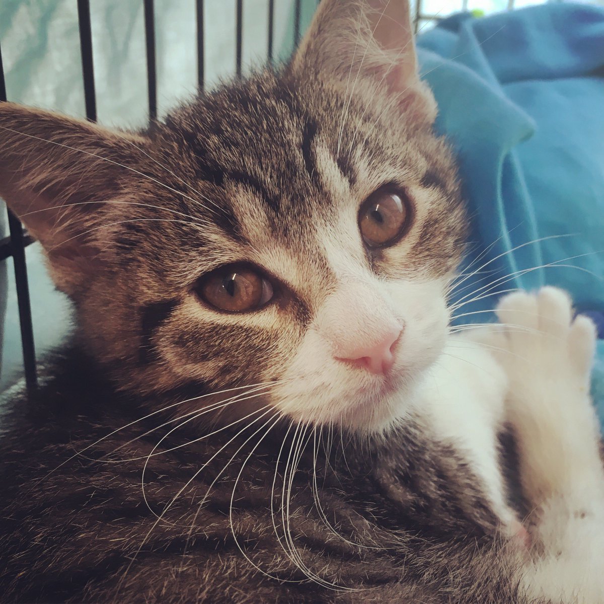 Kittens! Kittens! Kittens! We have over 20 gorgeous kittens available for adoption here at our Newtown Centre. If you are interested in adopting, please visit us or call our feline team on 04 389 8044.