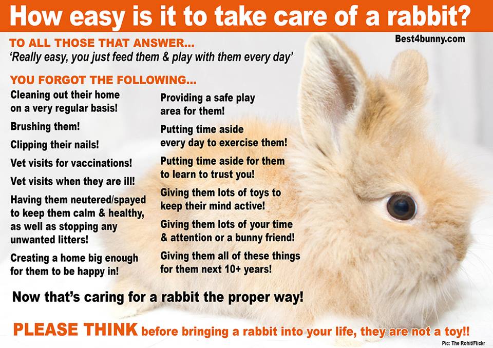 A poster about 'REAL' rabbit care to make people aware! 
