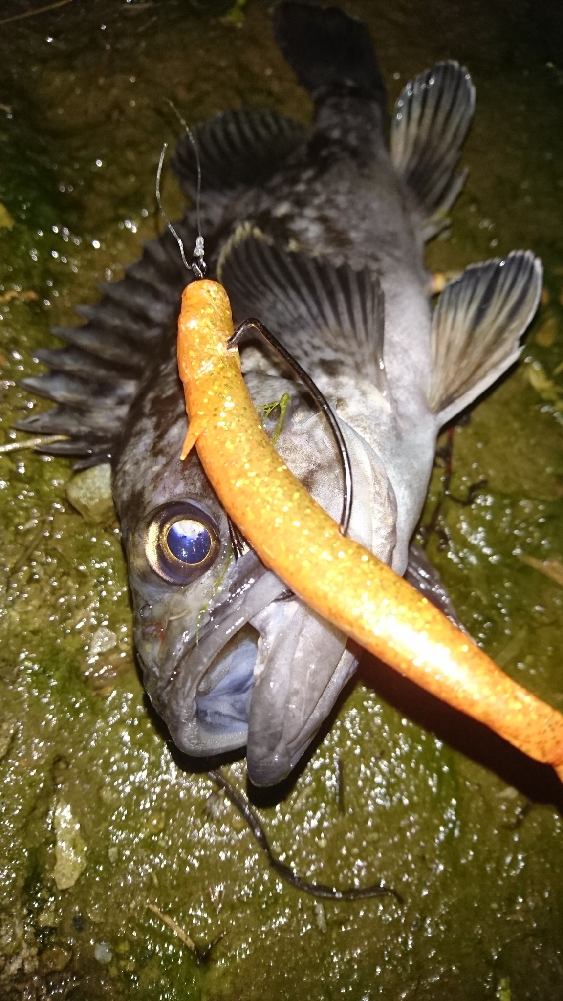 Ozaki 平成30年2月日 朝マズメ Oceanruler エクストラホールド3 0 ノーシンカーで クロソイ3匹ゲット 満潮前後1時間半くらいの釣行でバイト10以上バラシあり高活性 Oceanruler エクストラホールド エコギア パワーシャッド バディーワークス