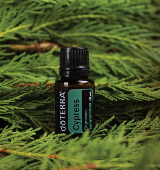Tanya_Maidment's tweet photo. Cleansing and invigorating, #Cypress #essentialoil can be used #aromatically and #topically to improve #skin and in a #massage.
#Tip: try two drops of Cypress, three drops White Fir, one drop Cedarwood in a #diffuser for a refreshing, woodsy aroma! @EOTipsDaily #doTERRA https://t.co/l4eleKSmMZ