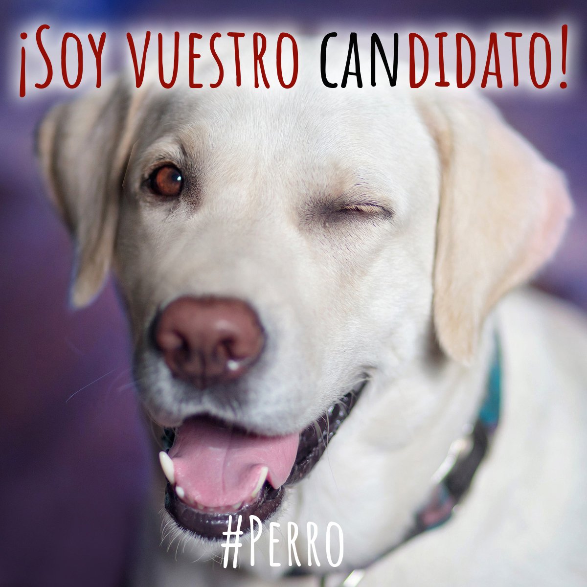 lidlespana's tweet photo. ¿Eres más de perro o de gato?Si eres más perruno, dale a ❤Si eres más gatuno, dale a RT 🔁🐶🐱 ¡Que vivan los animalitos! 🐶🐱#DíaMundialDelGato https://t.co/eK4qirfGlq