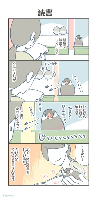 読書。#buncho #javasparrow #文鳥 