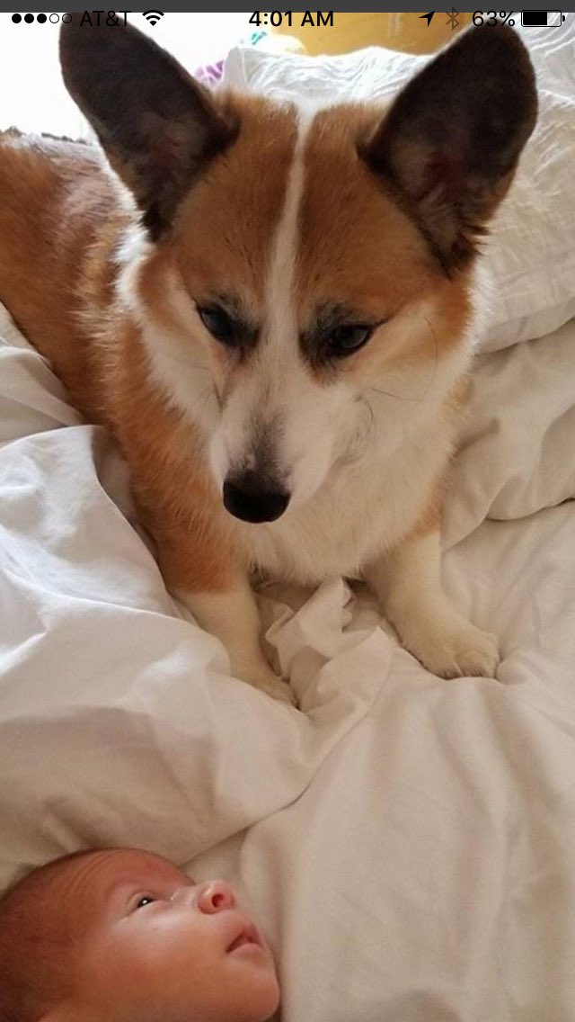 JordanFWhite's tweet photo. My new nephew and his friend, Hammy the Corgi! #corgi #corgisoftwitter #corgisofinstagram #babiesandogs #babiesandpuppies #jordanwhitemusic https://t.co/Qzz05R3s47