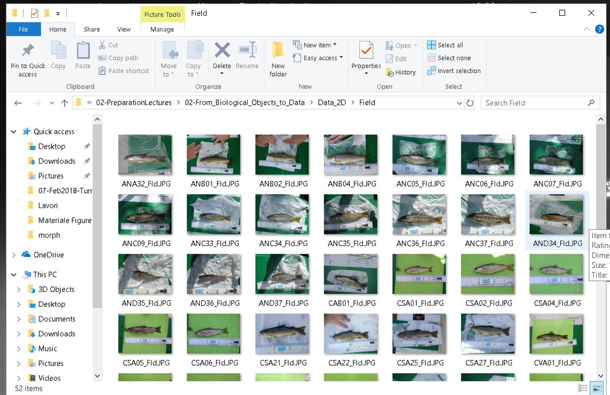 CarmeloFruciano's tweet image. Preparing data for the geometric morphometrics course I&apos;ll give with @Physacourses in March (this is to allow participants to take part to a paper I&apos;m working on). Looking forward to the course! #morphometrics #geometricmorphometrics